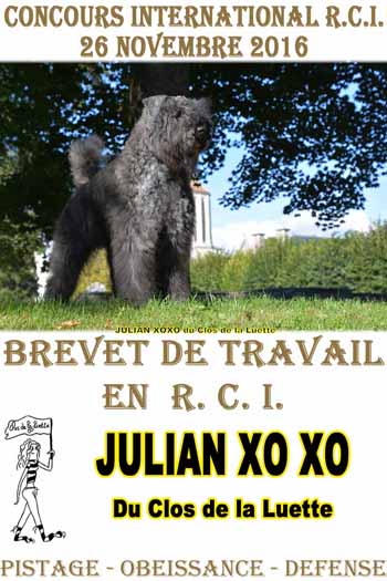 JULIAN XOXO du Clos de la Luette © Elevage spécialisé pour le bouvier des Flandres
